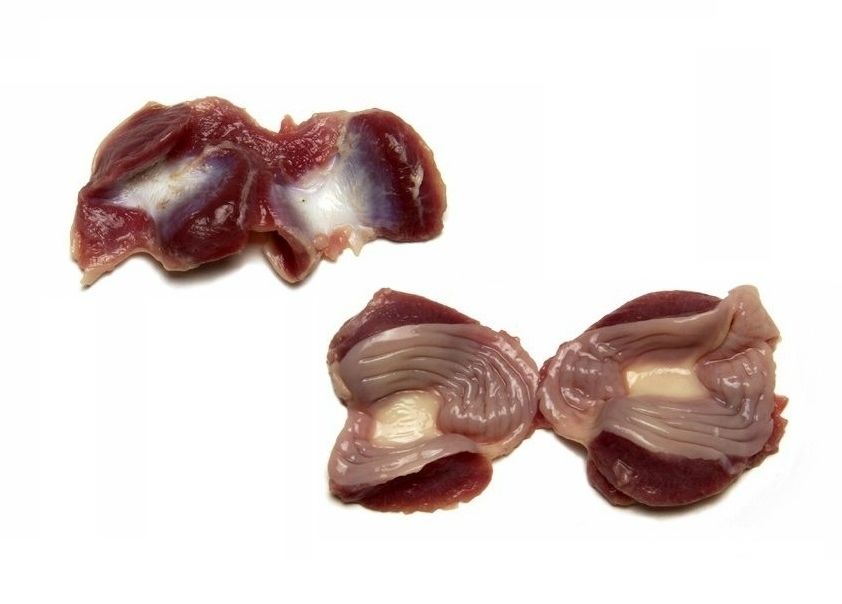 aparato digestivo de la gallina