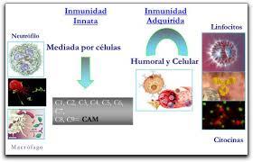 Inmunologia