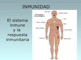 Inmunologia