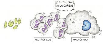 Inmunologia
