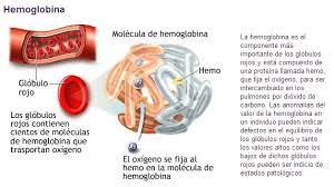INMUNOLOGIA 5E