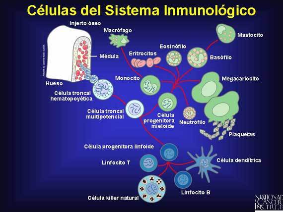 BIOLOGIA
