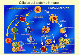 imunologia