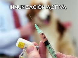 imunologia