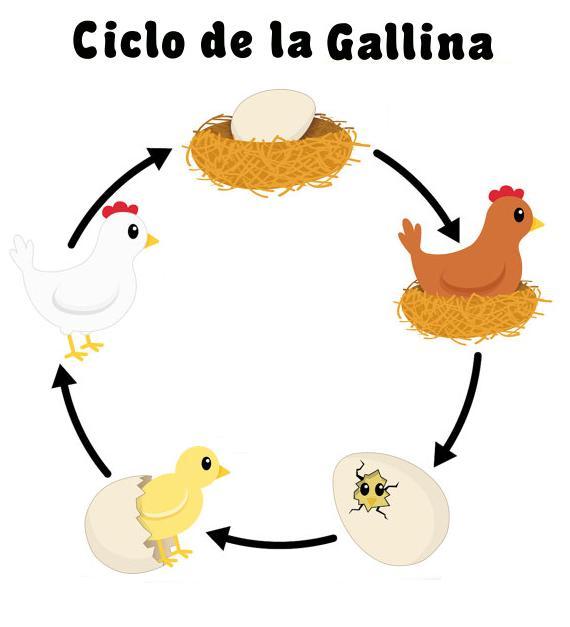 Reproducciò animal