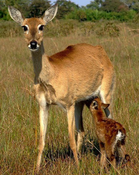 Reproducciò animal