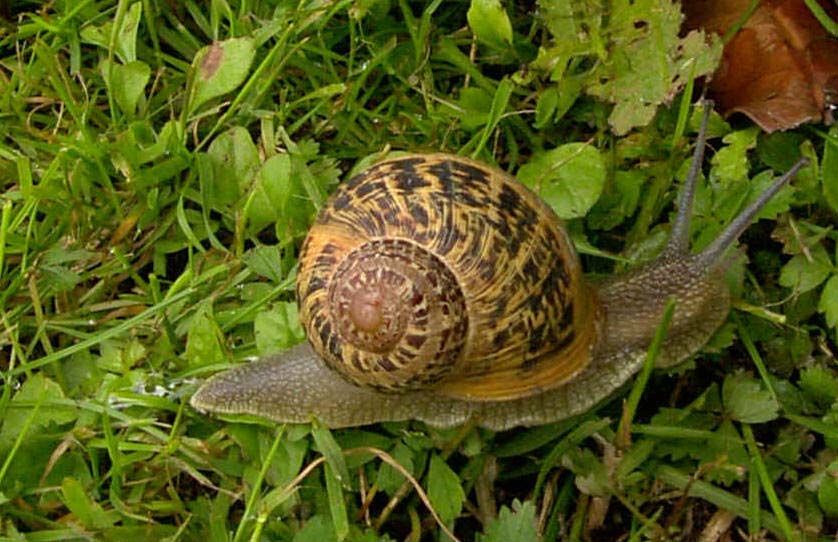 Reproducciò animal
