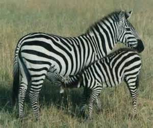Reproducciò animal