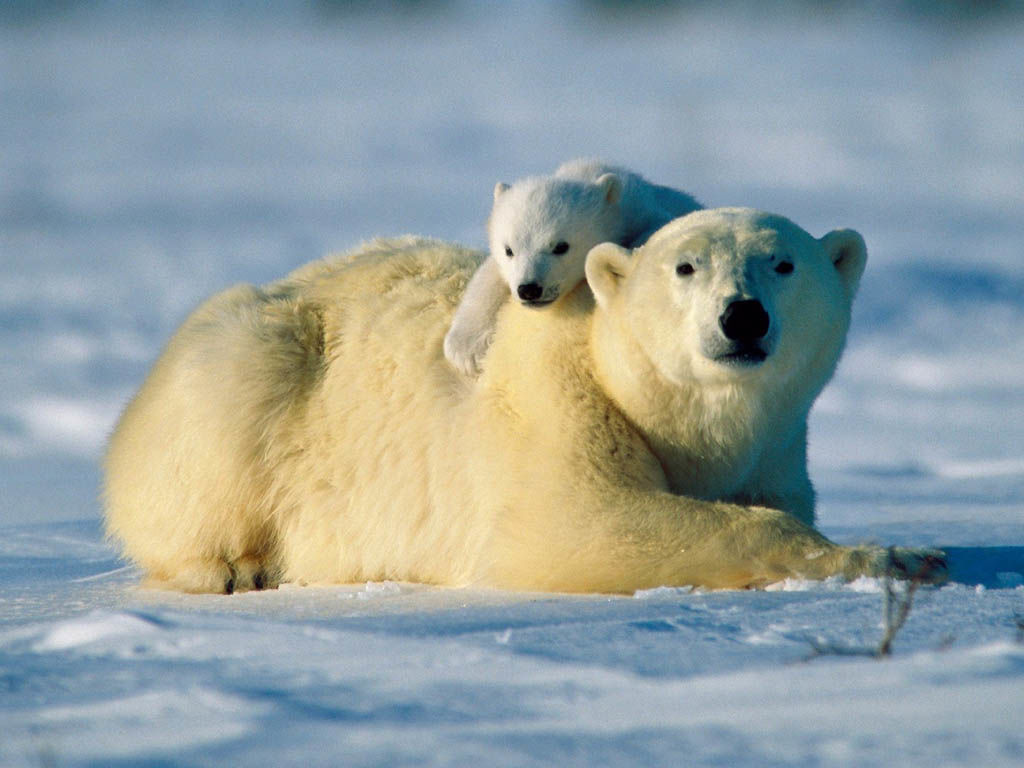 Animal and Plant Behaviour