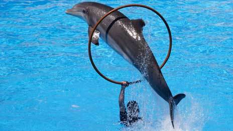 Animal and Plant Behaviour