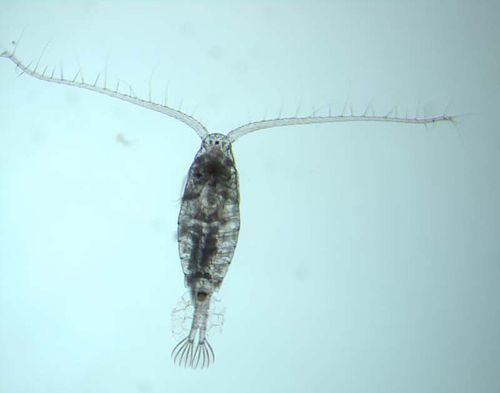 Organismos encontrados en una muestra de agua salada