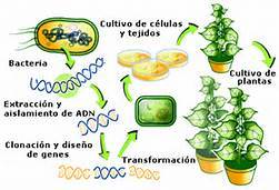 INGENIERIA GENETICA