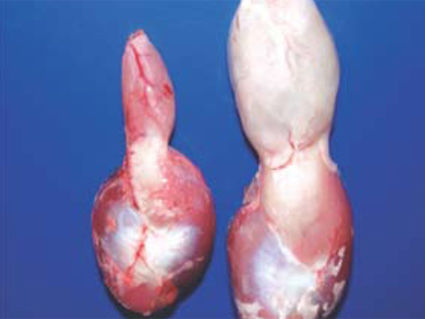 aparato digestivo de la gallina