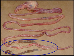 aparato digestivo de la gallina