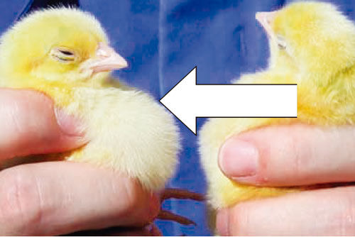 aparato digestivo de la gallina