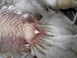 aparato digestivo de la gallina