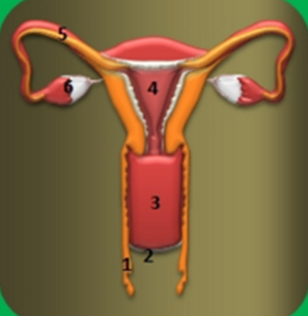Aparato reproductor femenino y masculino.