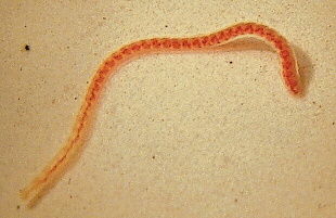 ESTUDIO DE LA BIODIVERSIDAD ENCONTRADA EN AGUA DULCE ESTANCADA