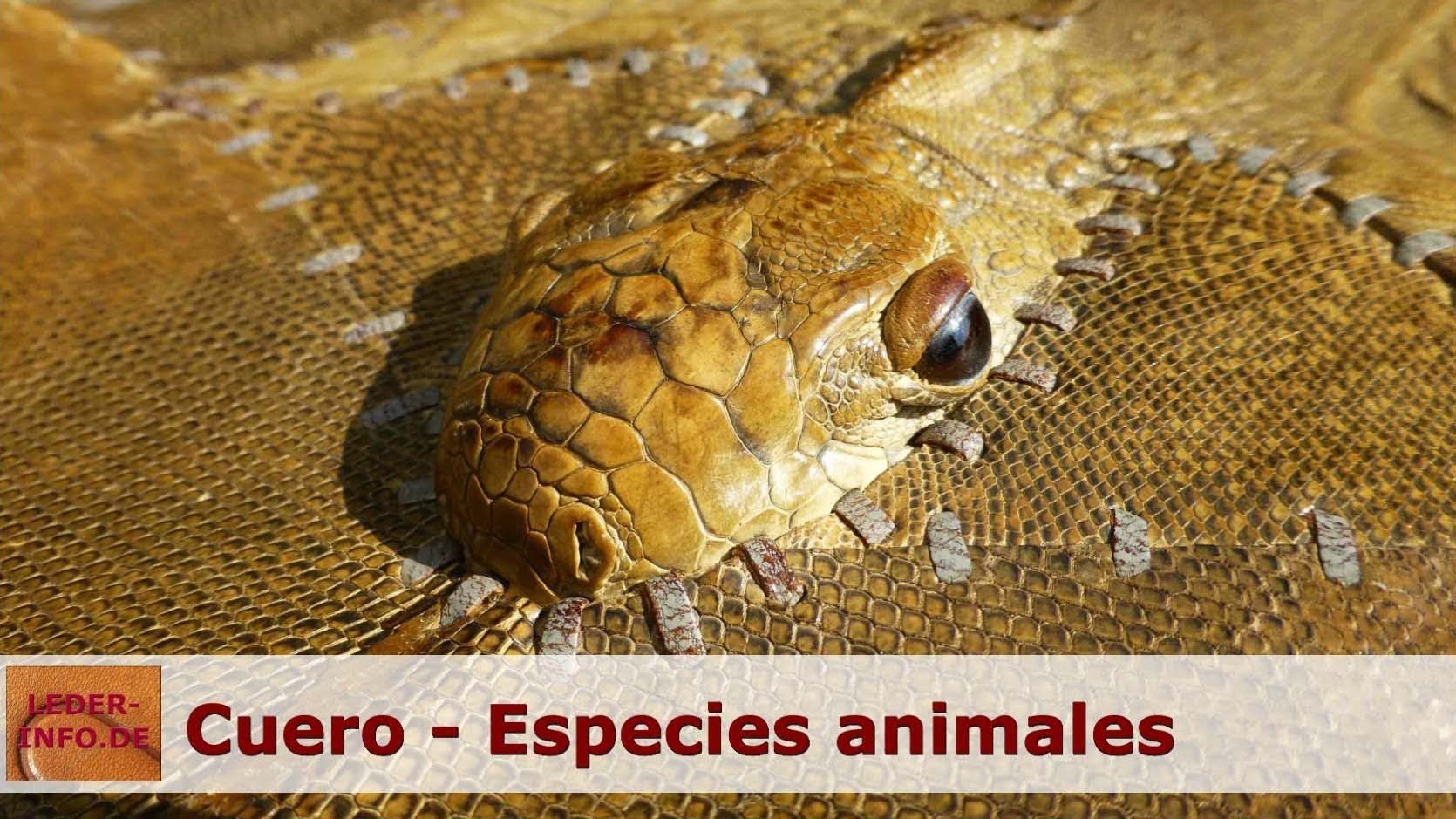 Capítulo 41 Pieles (excepto la peletería) y cueros