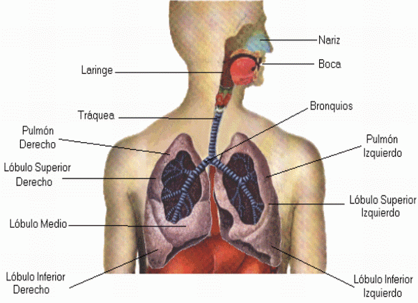 Estructura y función del aparato respiratorio