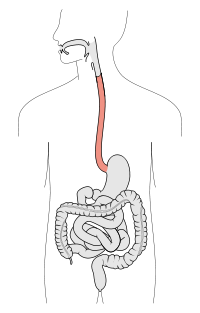 Aparato digestivo y respiratorio