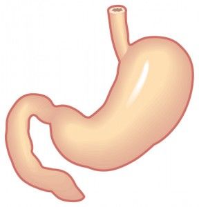 Aparato digestivo y respiratorio