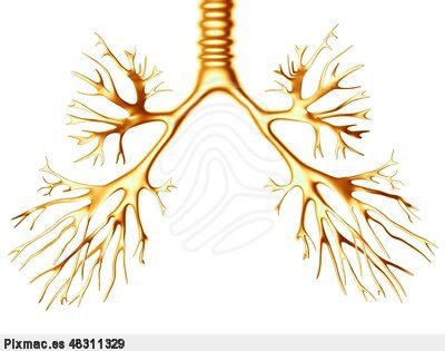 Aparato digestivo y respiratorio