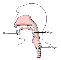 Aparato digestivo y respiratorio