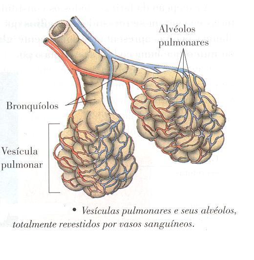 Aparato digestivo y respiratorio