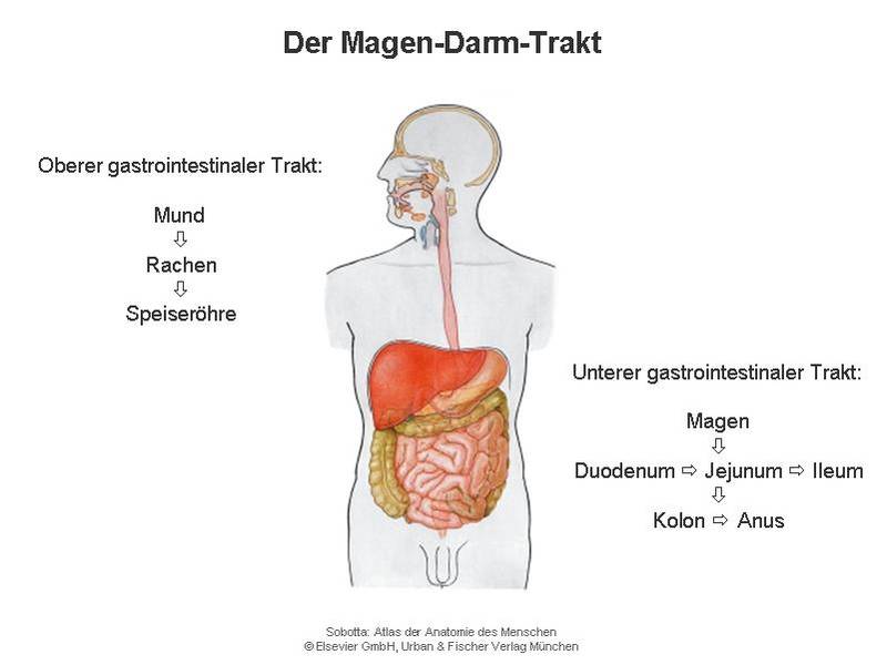 Anatomie/Physiologie/Pathophysiologie des Menschen