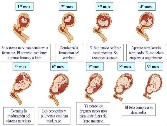 Desarrollo Morfológico y funcional del feto