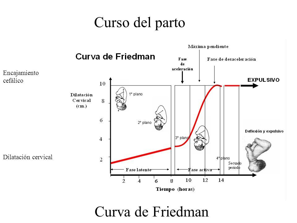 Parto: Proceso biomolecular y Fisiológico
