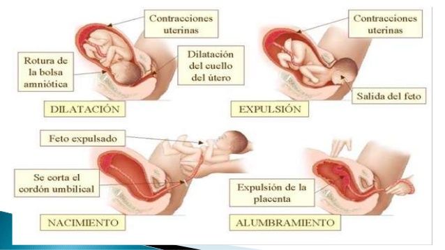 Parto: Proceso biomolecular y Fisiológico