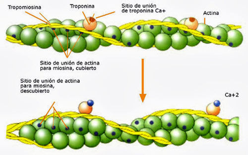 Parto: Proceso biomolecular y Fisiológico