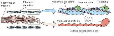 Parto: Proceso biomolecular y Fisiológico