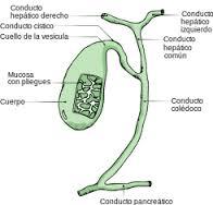 PRINCIPALES VÍAS DE INGRESO DE LAS SUSTANCIAS QUÍMICAS