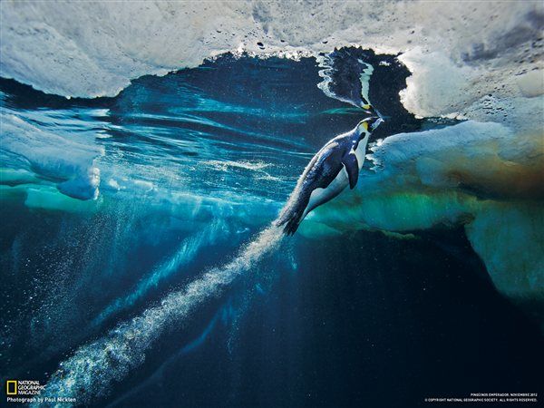 PAISAJES BAJO EL AGUA (oceano)