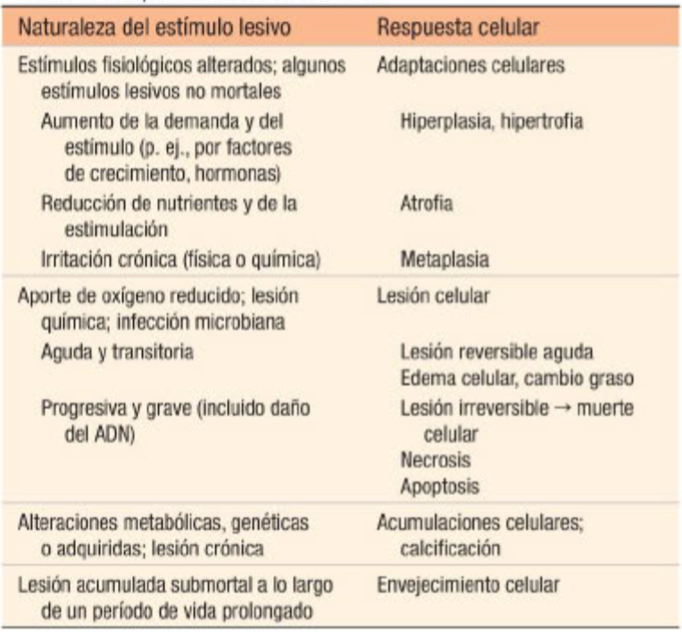 Respuestas celulares al estrés y las agresiones tóxicas: Adaptación, Lesión y muerte