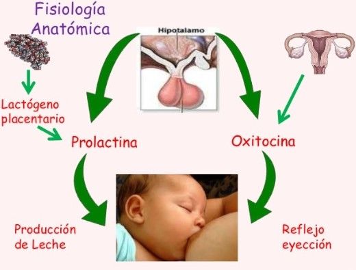 Puerperio. Infección puerperal y trastornos puerperales diferentes a la infección