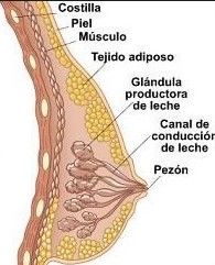 Puerperio. Infección puerperal y trastornos puerperales diferentes a la infección