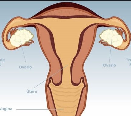 Puerperio. Infección puerperal y trastornos puerperales diferentes a la infección