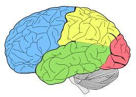 Mapa mental del curso académico procesos cognoscitivos contenidos objetivos creditos