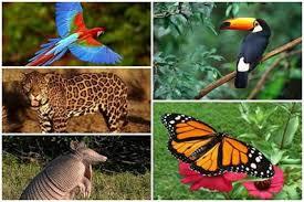 DESARROLLO SOSTENIBLE