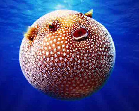 Animals Vertebrats i Invertebrats