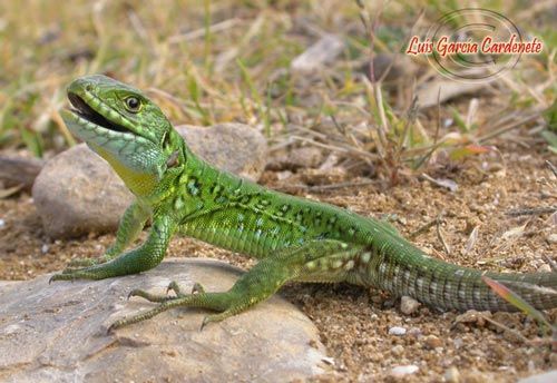 Animals Vertebrats i Invertebrats