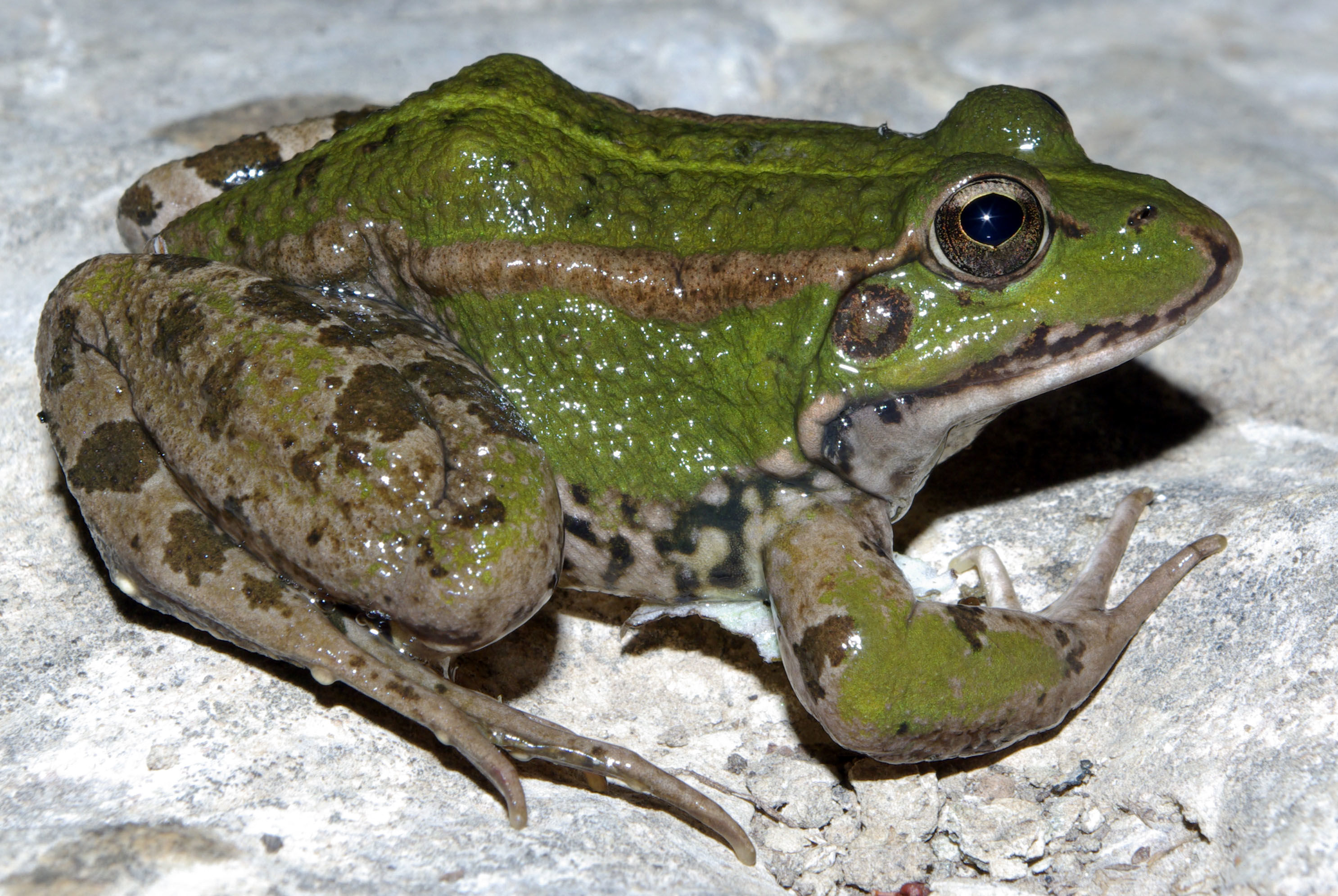 Animals Vertebrats i Invertebrats