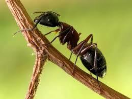 Animals Vertebrats i Invertebrats