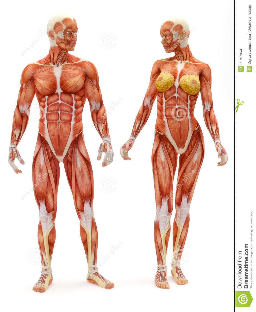Lupus eritematoso sistemico