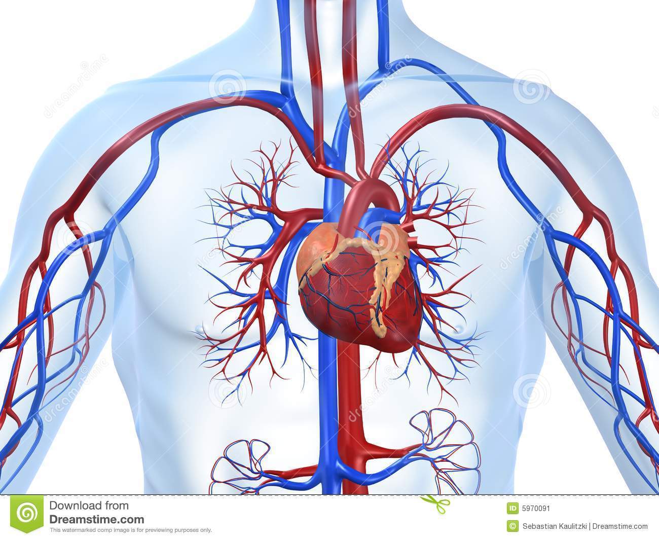 Lupus eritematoso sistemico