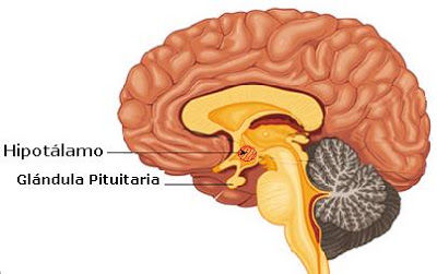 SISTEMA NERVIOSO CENTRAL Y PERIFERICO Por : Maria Empera Balaguera